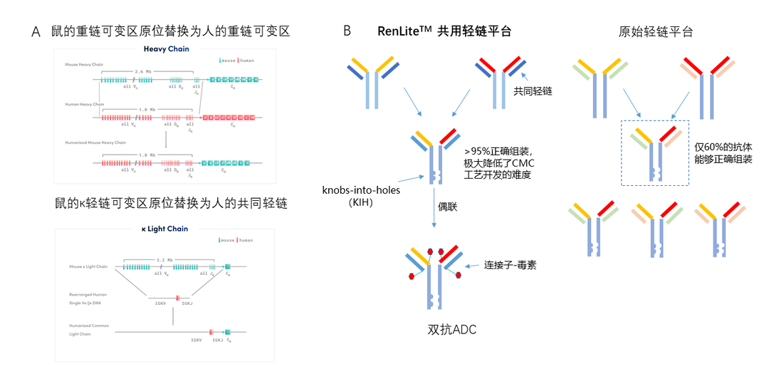 基于RenLite平台高通量地产出双抗ADC