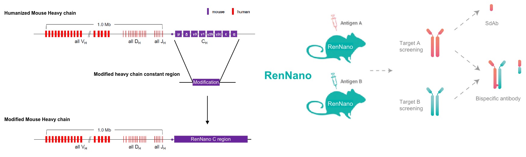 百奥赛图成功研发全人纳米抗体小鼠RenNano，重塑纳米抗体药物研发格局