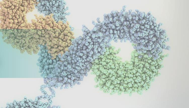 祐和医药CD40抗体获中国国家药品监督管理局批准临床